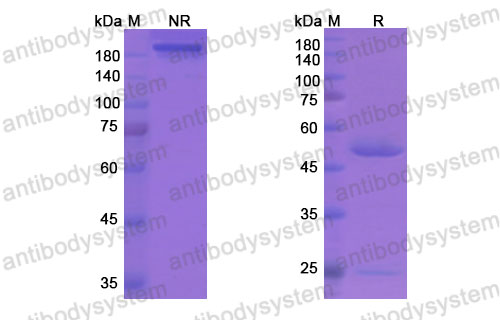 Валидация SDS-PAGE - AntibodySystem DHG17604