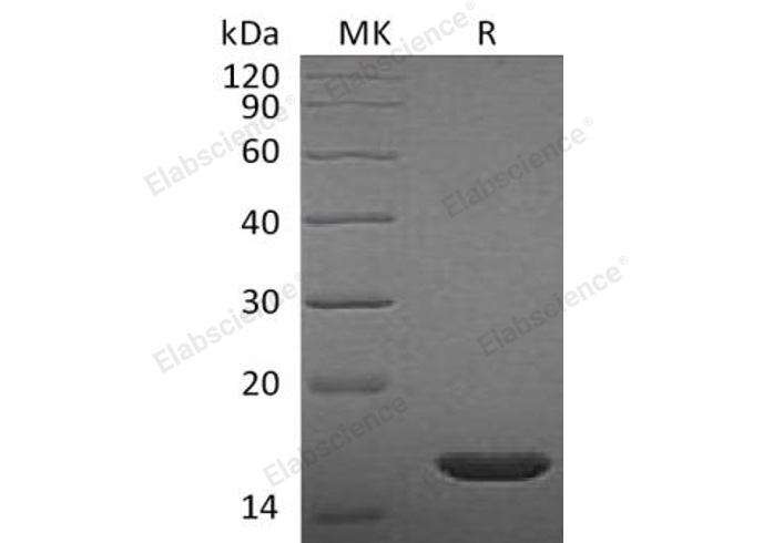 Валидация Elabscience PKSR030423(5757)