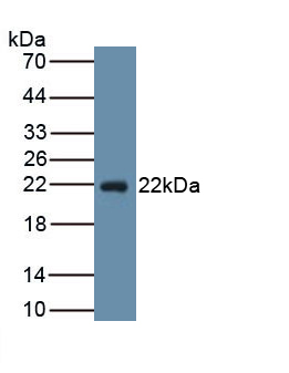 39718
