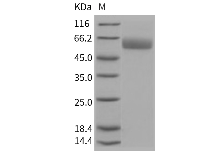 Валидация Elabscience PKSM040745(4717)
