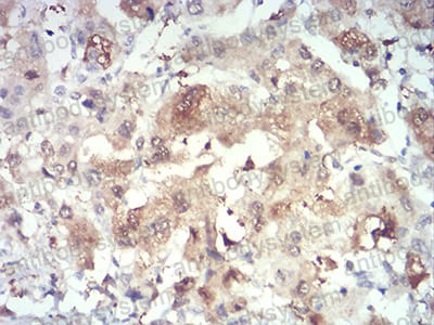 Валидация AntibodySystem RHN95001 (3986)