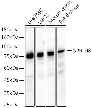 Валидация Elabscience E-AB-91578