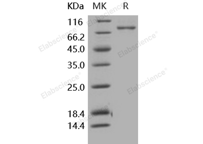 Валидация Elabscience PKSH030453(1375)