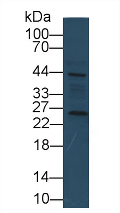 25096