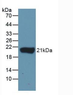 39505
