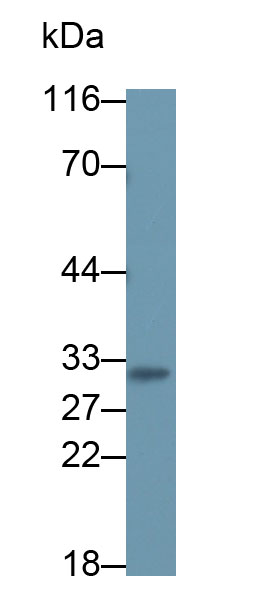 64278