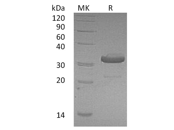 Валидация Elabscience PKSH032558(3011)