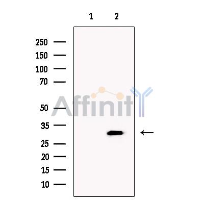 Валидация Affinity DF13460 - 8804