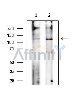Валидация Affinity DF15784 - 12268
