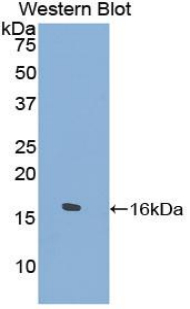 52008