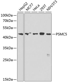 Валидация Elabscience E-AB-68304