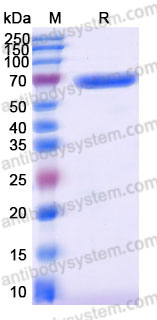 EHD29101, SDS-PAGE