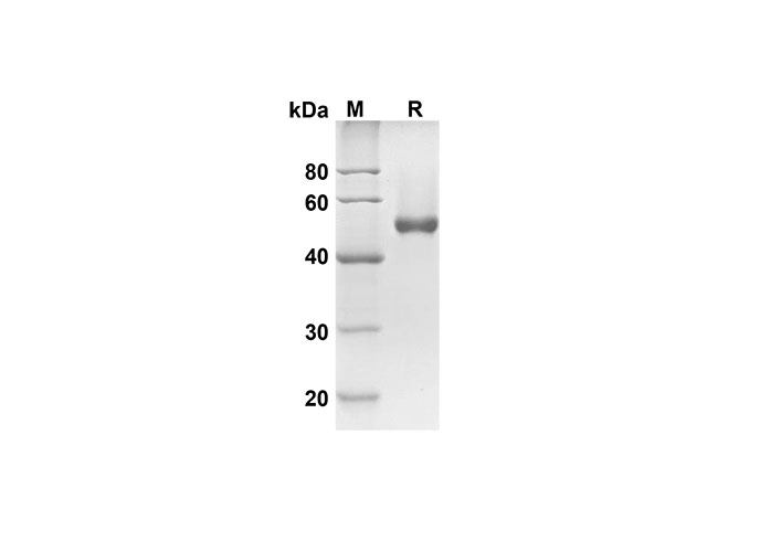 Валидация Elabscience PDMH100190(826)