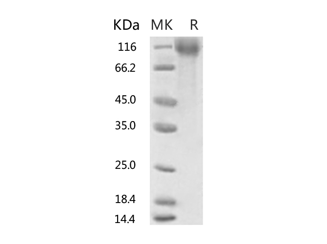 Валидация Elabscience PKSR030515(5826)