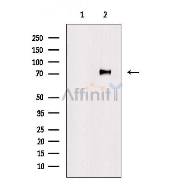 Валидация Affinity AF6508 - 3840