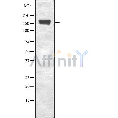 Валидация Affinity DF8248 - 20086