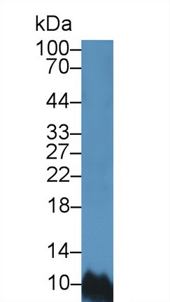12627