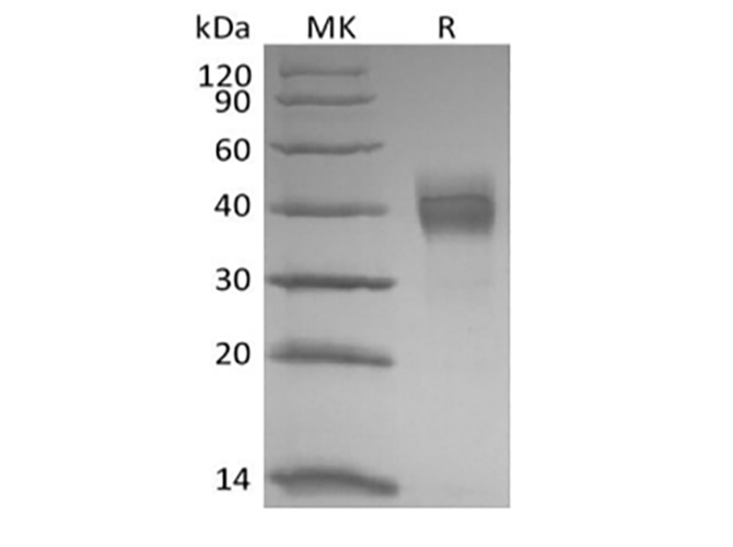 Валидация Elabscience PKSQ050121(5492)