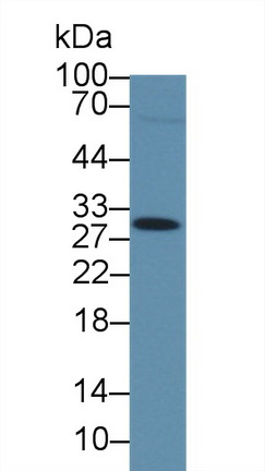 12653