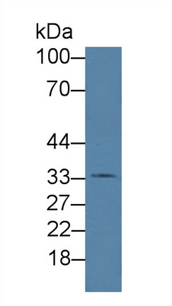 8694