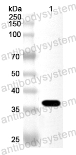 Валидация AntibodySystem PHA96001