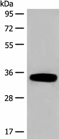 Валидация Elabscience E-AB-18677