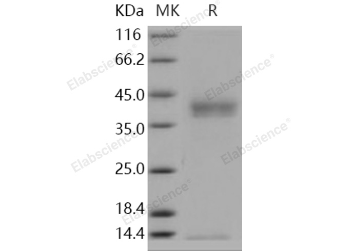 Валидация Elabscience PKSH030900(1732)