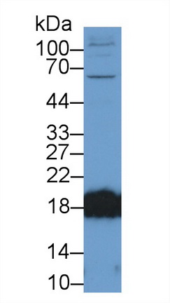 9664