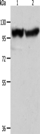 Валидация Elabscience E-AB-10723