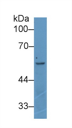 9202
