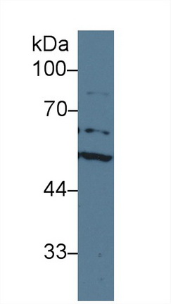 13298