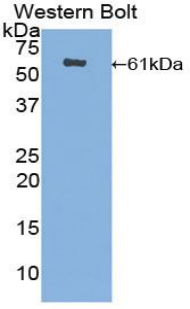38545