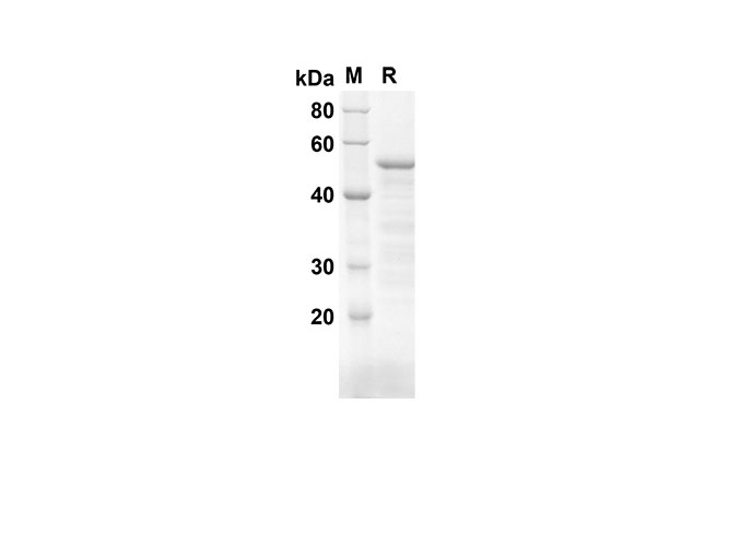 Валидация Elabscience PDEM100144(497)