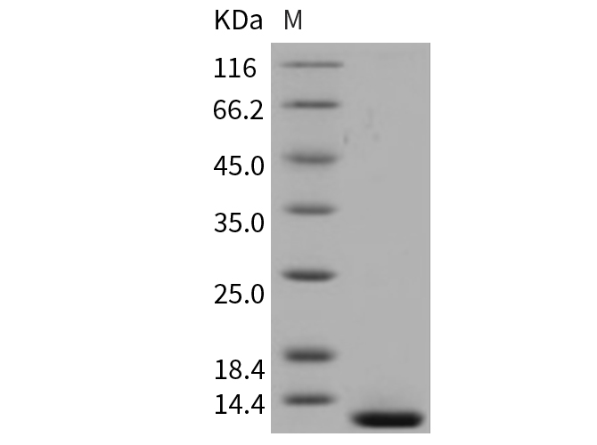 Валидация Elabscience PKSM040709(4686)