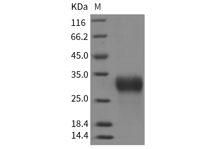 Валидация Elabscience PKSR030133(5501)