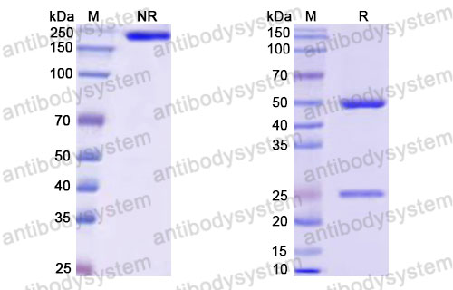 Валидация SDS-PAGE - AntibodySystem RHJ92829