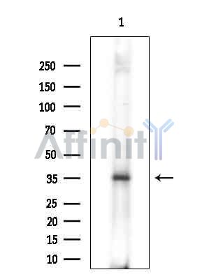 Валидация Affinity DF15290 - 11585