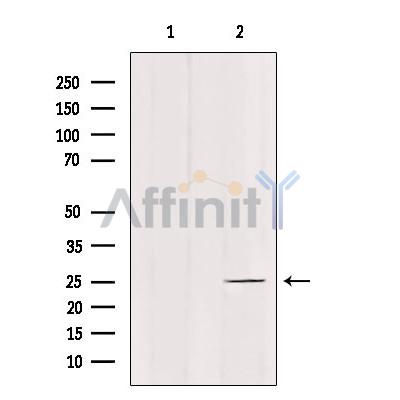 Валидация Affinity DF9409 - 21958