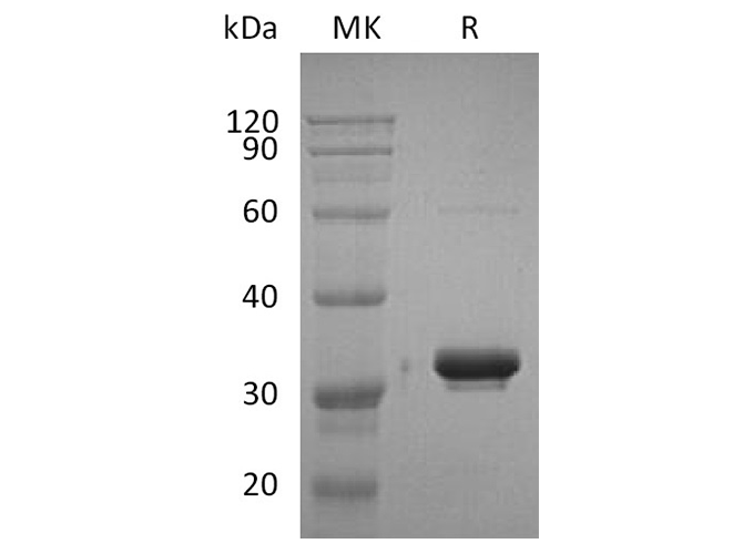 Валидация Elabscience PKSH033652(3937)