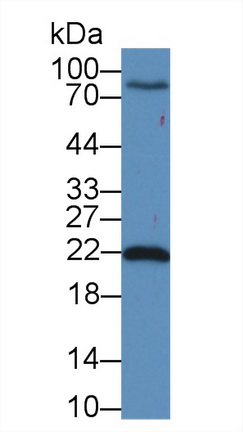 14621