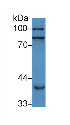 12909