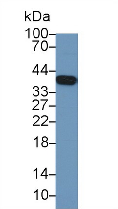 13284