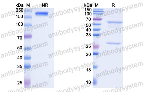 Валидация SDS-PAGE - AntibodySystem FMJ92860