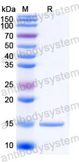 Валидация SDS-PAGE - AntibodySystem RHK31202