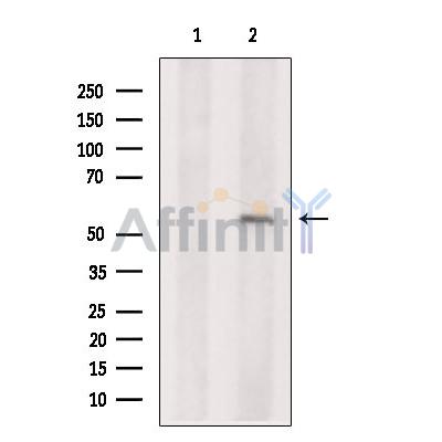 Валидация Affinity DF7333 - 19033