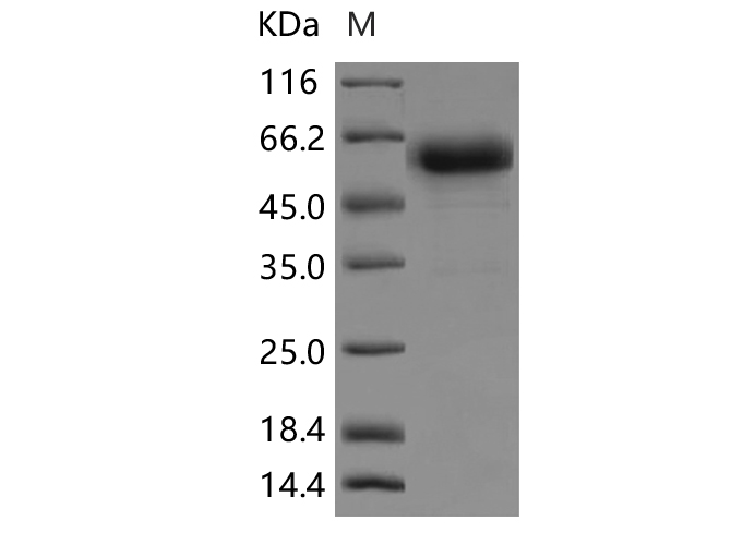 Валидация Elabscience PKSR030339(5680)