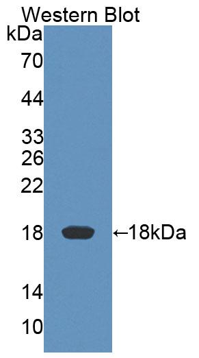 58326