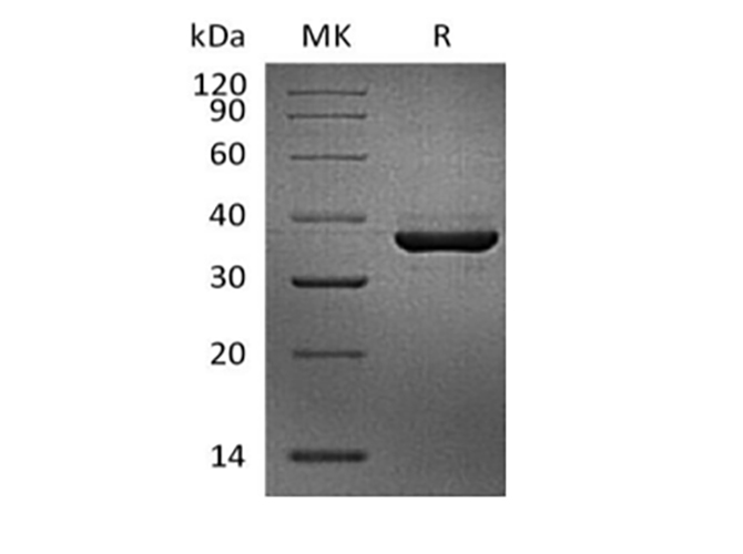Валидация Elabscience PKSQ050098(5467)