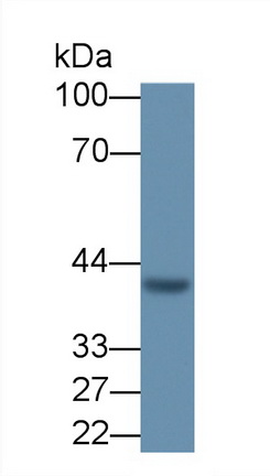 39031