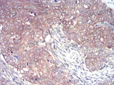 Валидация AntibodySystem RHJ90302 (3577)